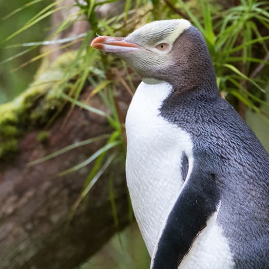 HOIHO | World’s Rarest Penguin